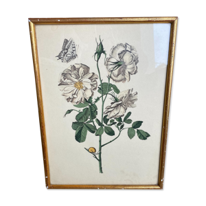 Gravure rosier fleur encadrement