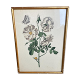 Engraving rose flower gilded frame