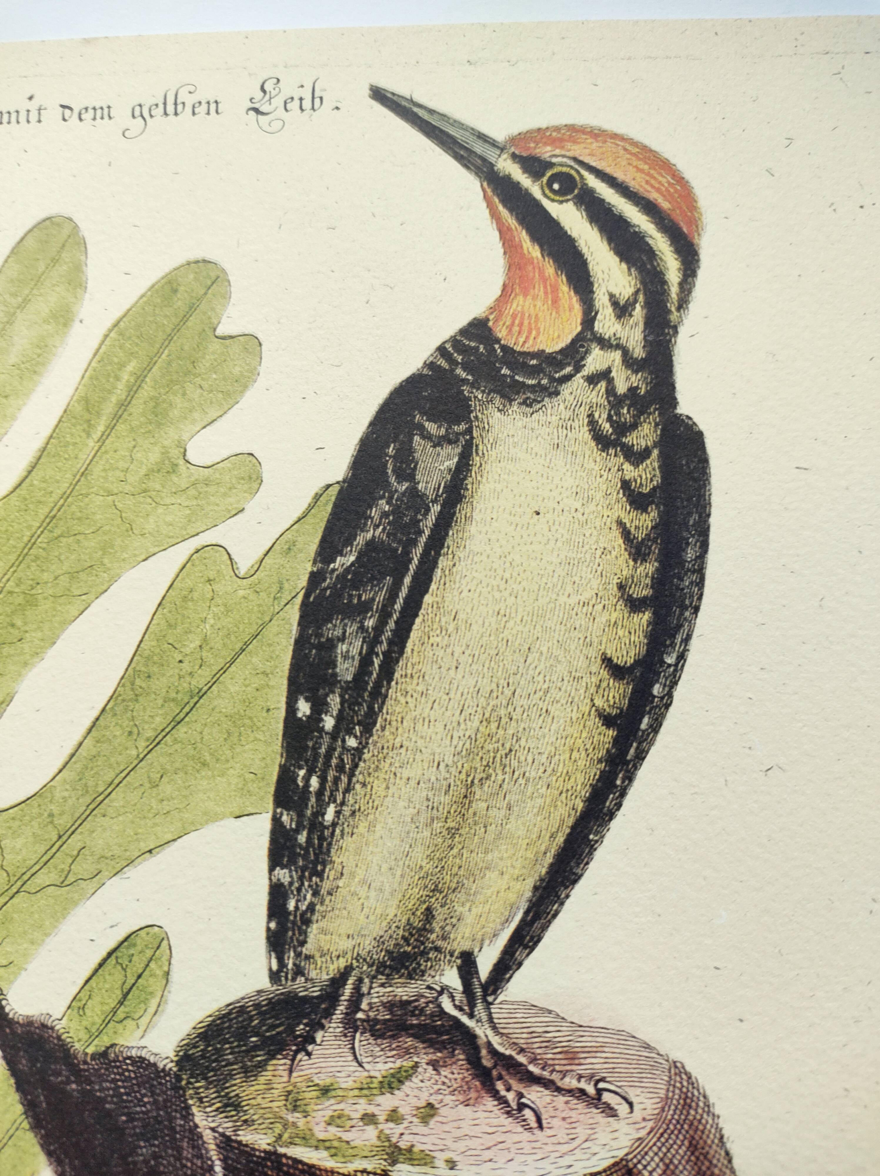 Old bird engraving - Woodpecker - Zoological plate by Seligmann & Catesby