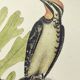 Old bird engraving - Woodpecker - Zoological plate by Seligmann & Catesby