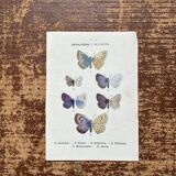 Lithographie naturaliste "Papillon" Art Déco, circa 1890
