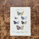 Naturalist engraving Butterfly Art Deco Circa 1800 botanical plate