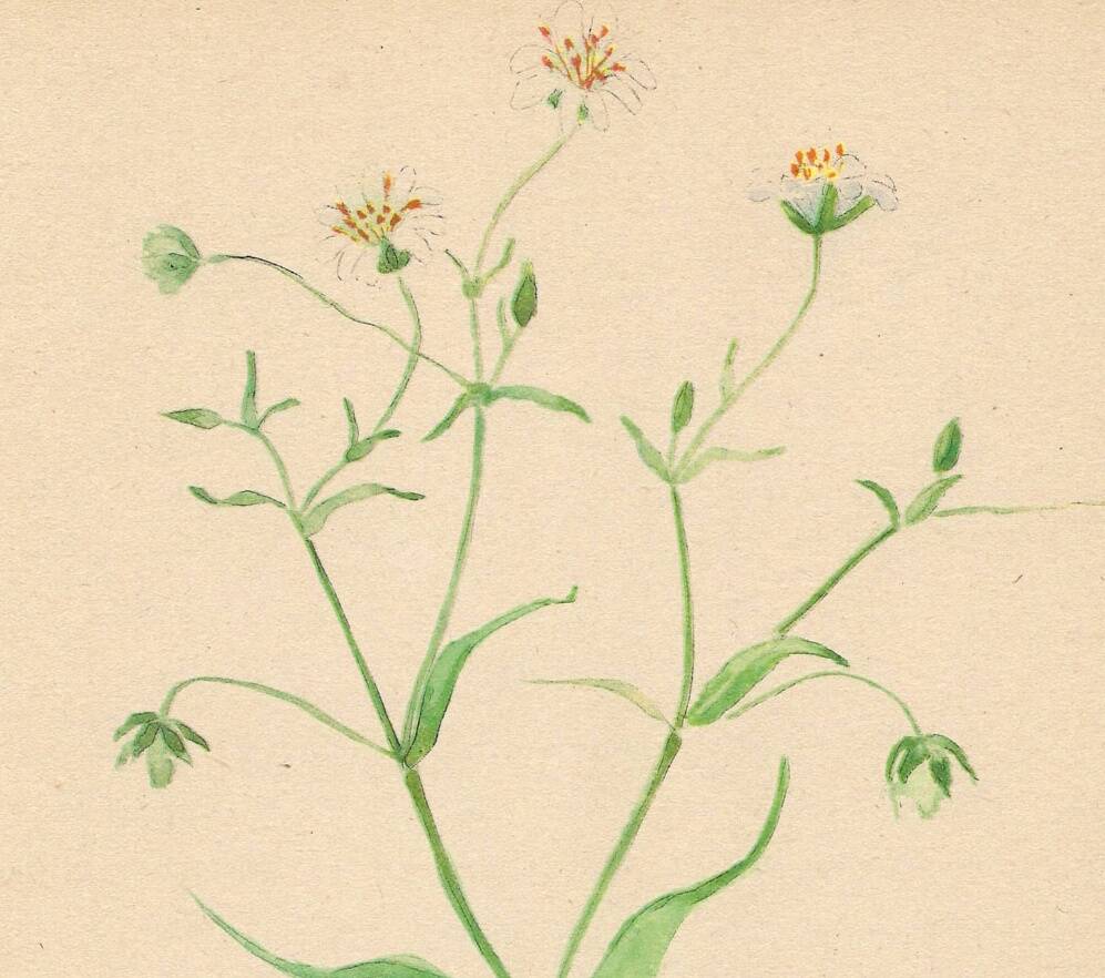 Planche de 1948, Fleurs des prés, stellaire par Strache
