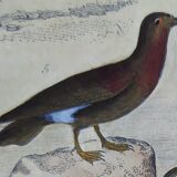 Original ornithological plate " Petrel ash - Checkerboard - Shearwater -&c... " Buffon (1837)