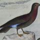 Original ornithological plate " Petrel ash - Checkerboard - Shearwater -&c... " Buffon (1837)