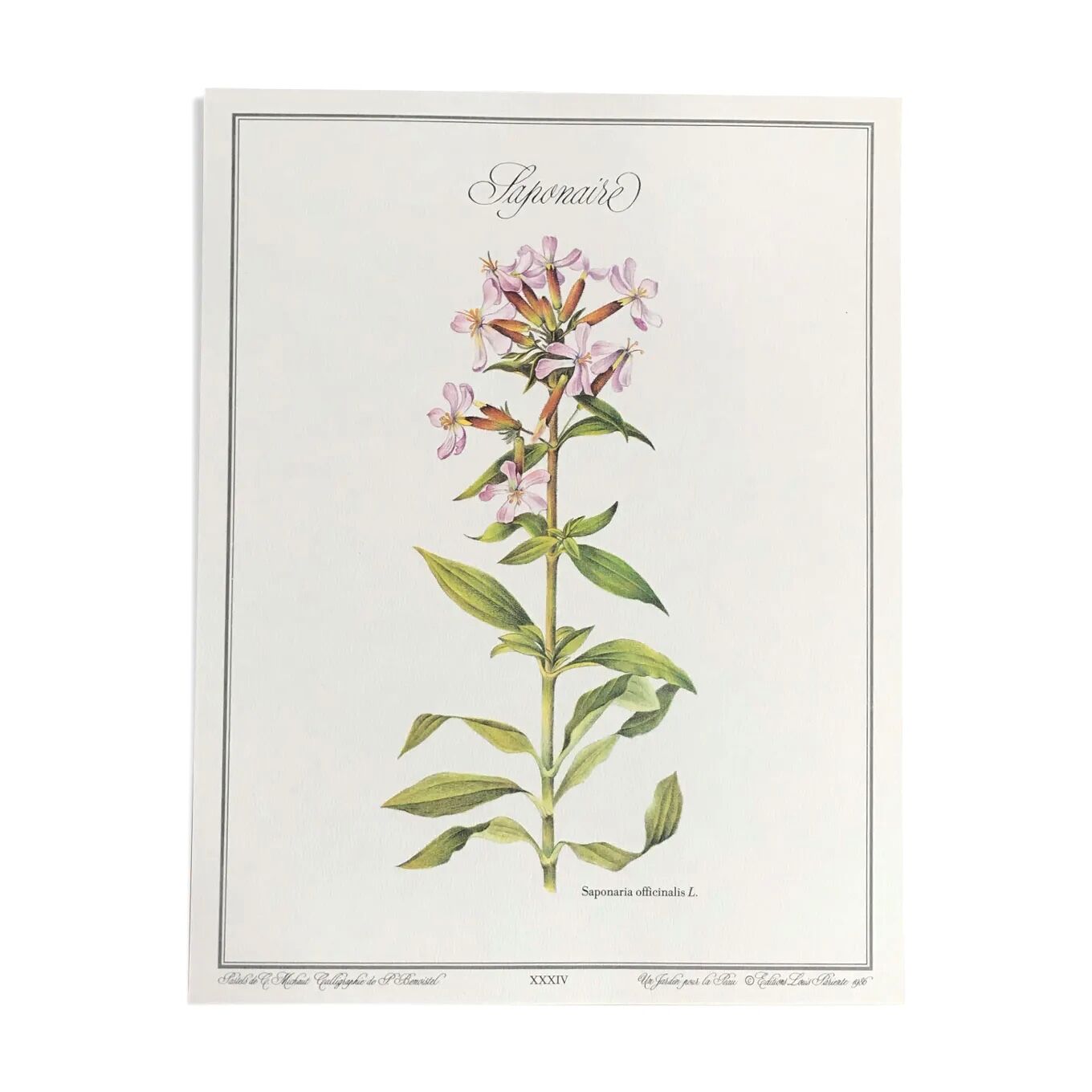 Planche botanique la saponaire