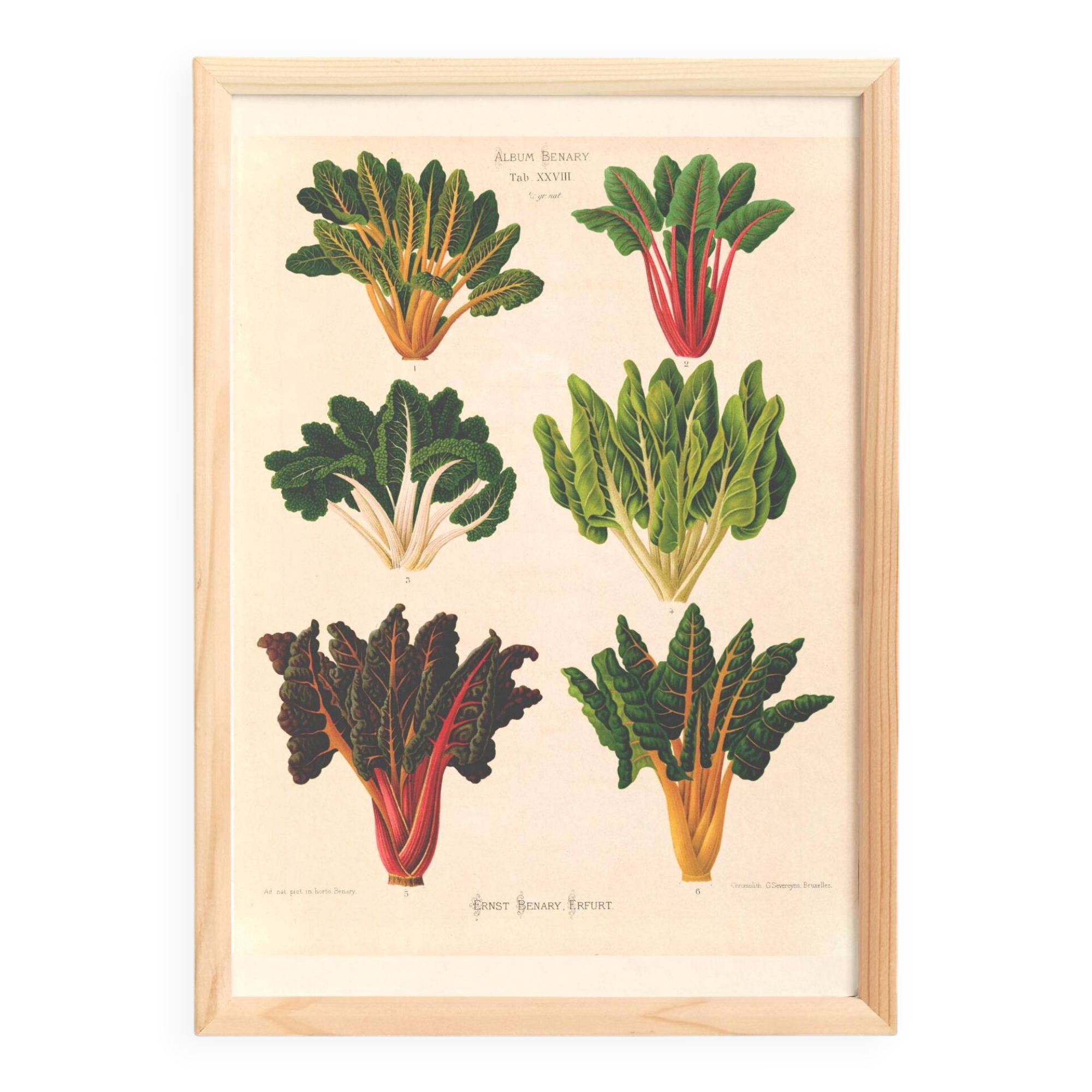 Poster about "the carding beet" based on an old engraving from 1886.