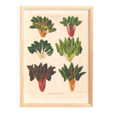 Poster about "the carding beet" based on an old engraving from 1886.