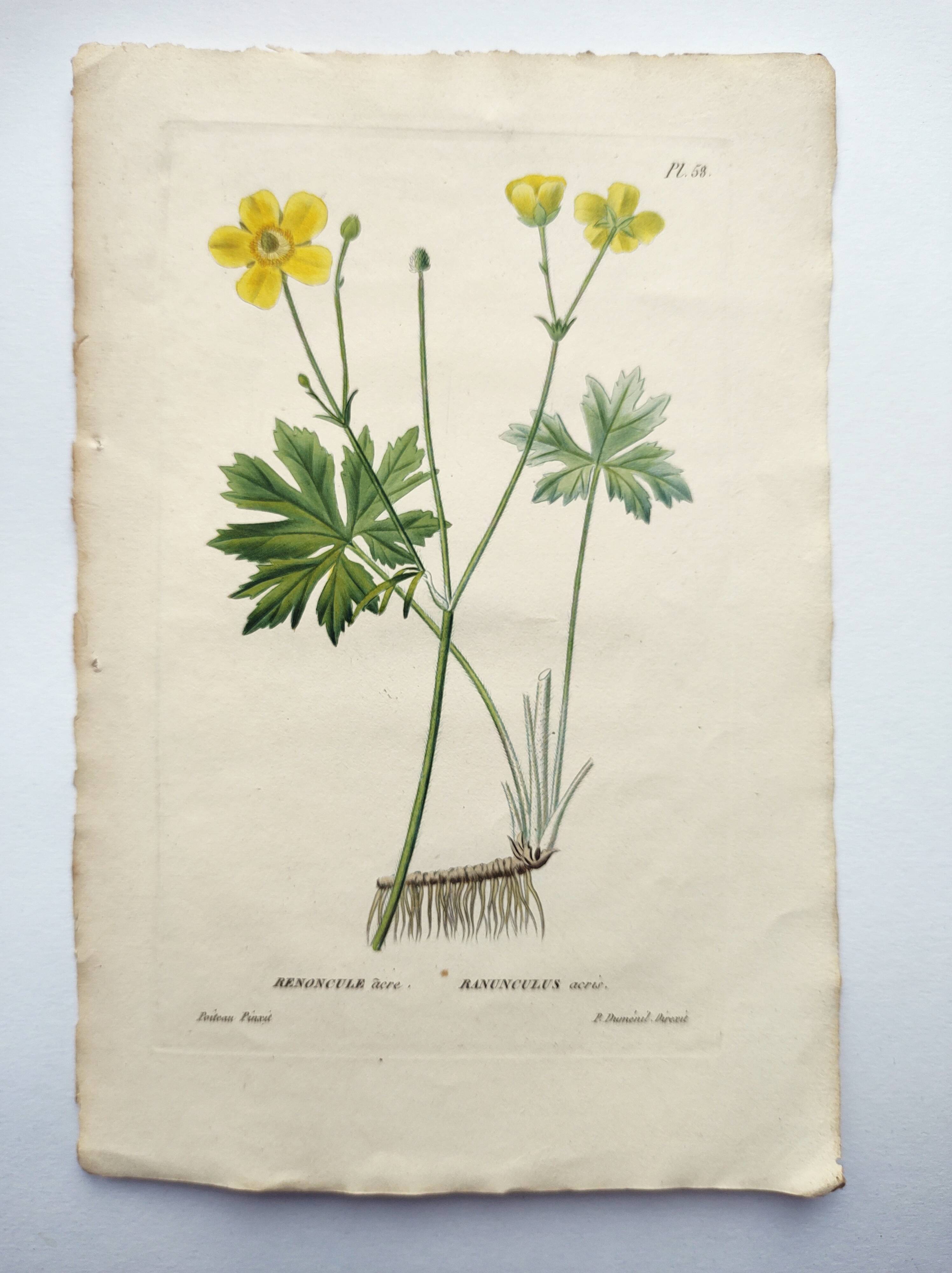 Gravure botanique de 1829 - Renoncule acre par Poiteau
