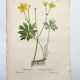 Gravure botanique de 1829 - Renoncule acre par Poiteau