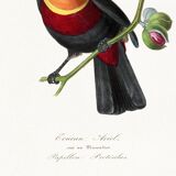 Poster about the toucan, based on an old engraving from 1842.