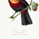 Poster about the toucan, based on an old engraving from 1842.