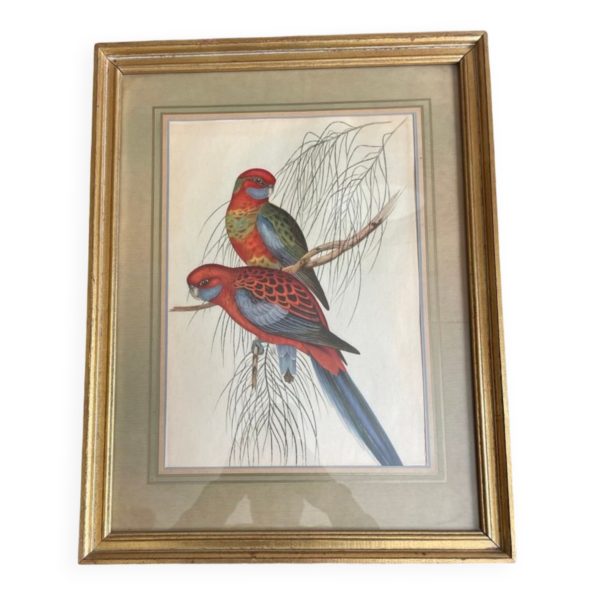 John Gould: Colored engraving of tropical parrots: Platycercus Pennantii