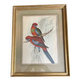 John Gould: Colored engraving of tropical parrots: Platycercus Pennantii