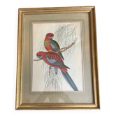 John Gould: Colored engraving of tropical parrots: Platycercus Pennantii