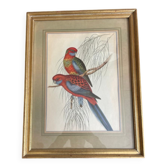 John Gould : Gravure couleur perroquets tropicaux : Platycercus Pennantii