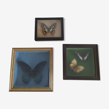 Lot of 3 naturalized butterfly frames