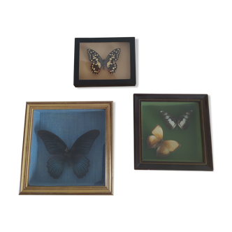 Lot of 3 naturalized butterfly frames