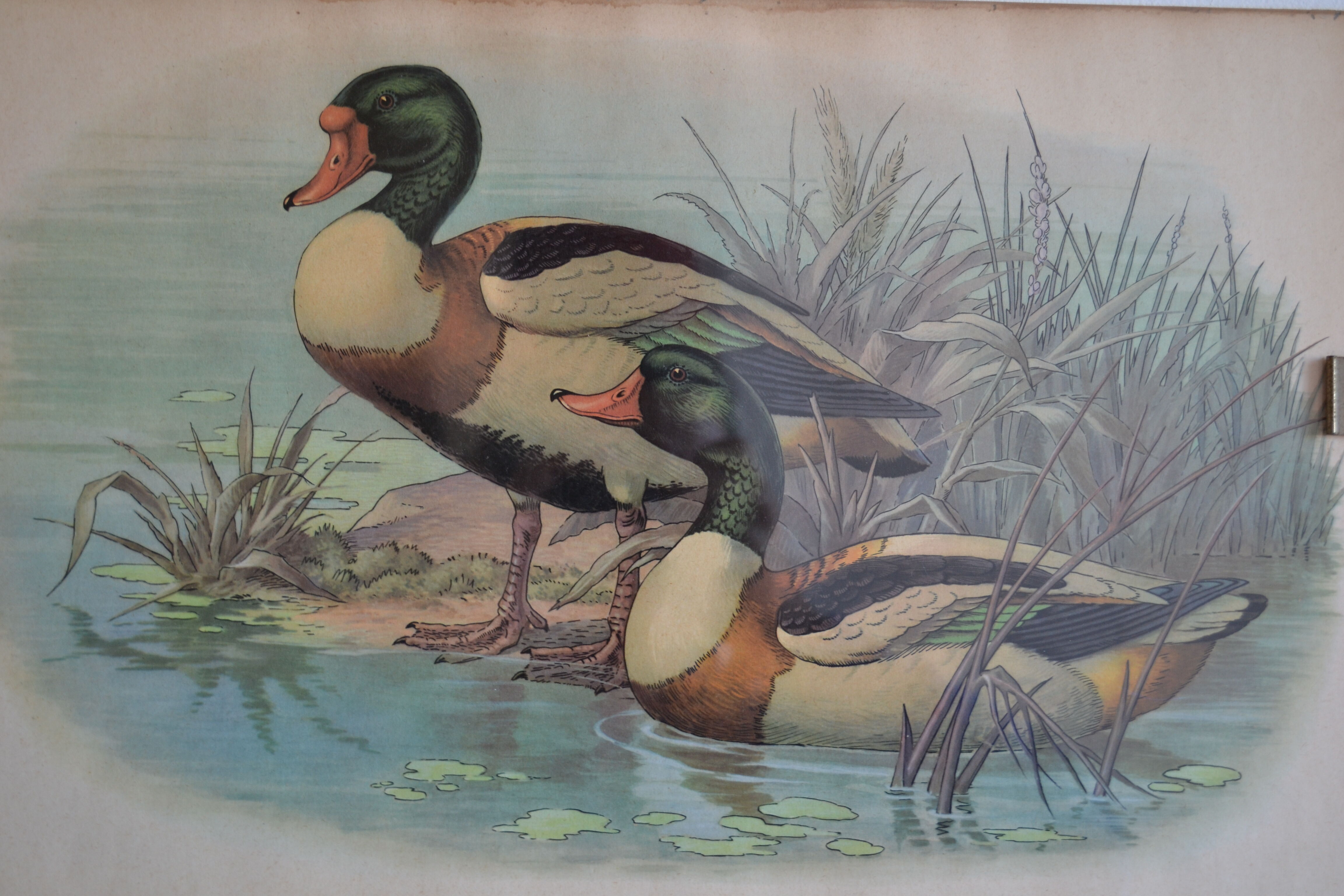 Estampe animalière vintage canards