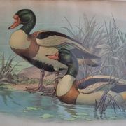 Vintage animal print ducks