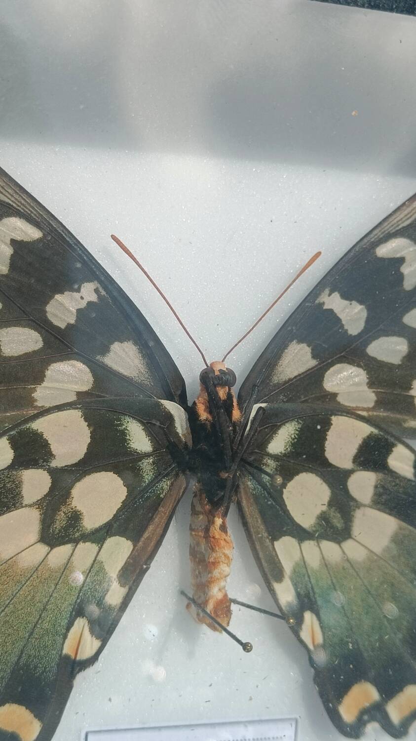 Papillon Antenor de Madagascar