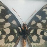 Madagascar Antenor Butterfly