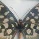 Papillon Antenor de Madagascar