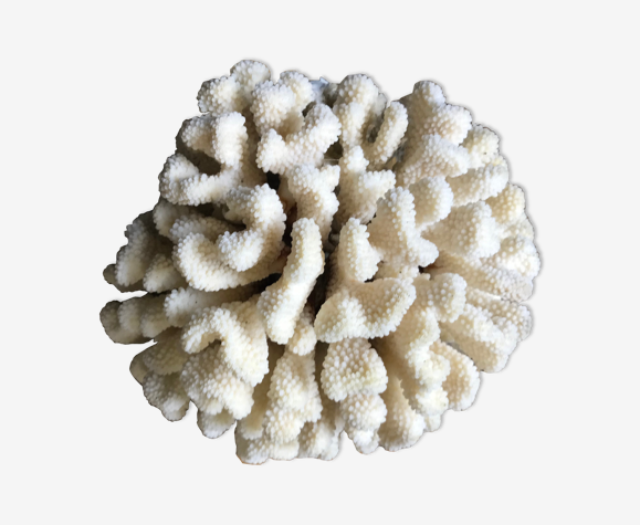 Coral cluster