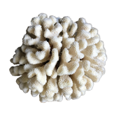 Corail cluster