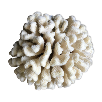 Corail cluster