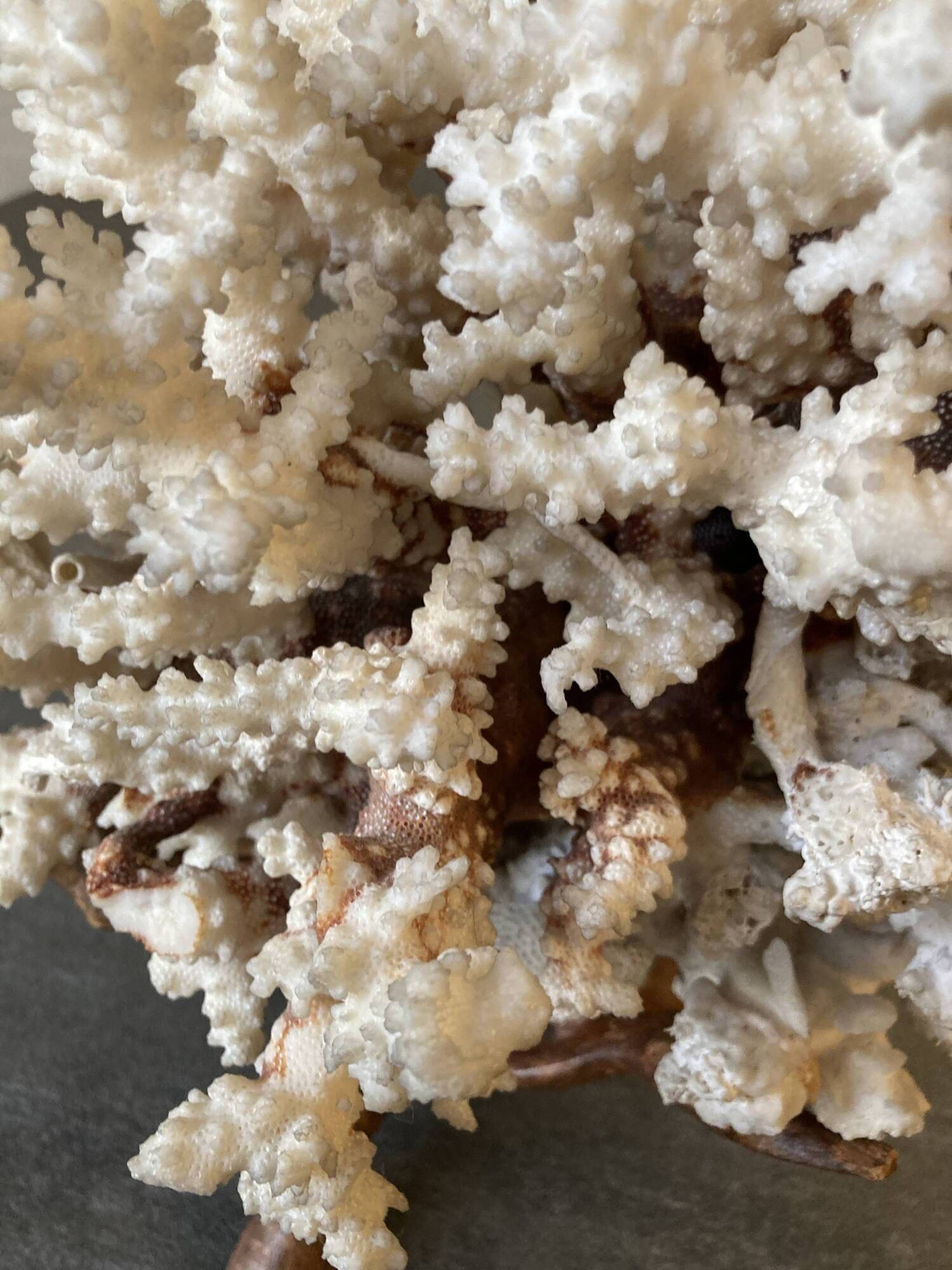 Corail blanc grand modèle 1960 sur bois sculpté