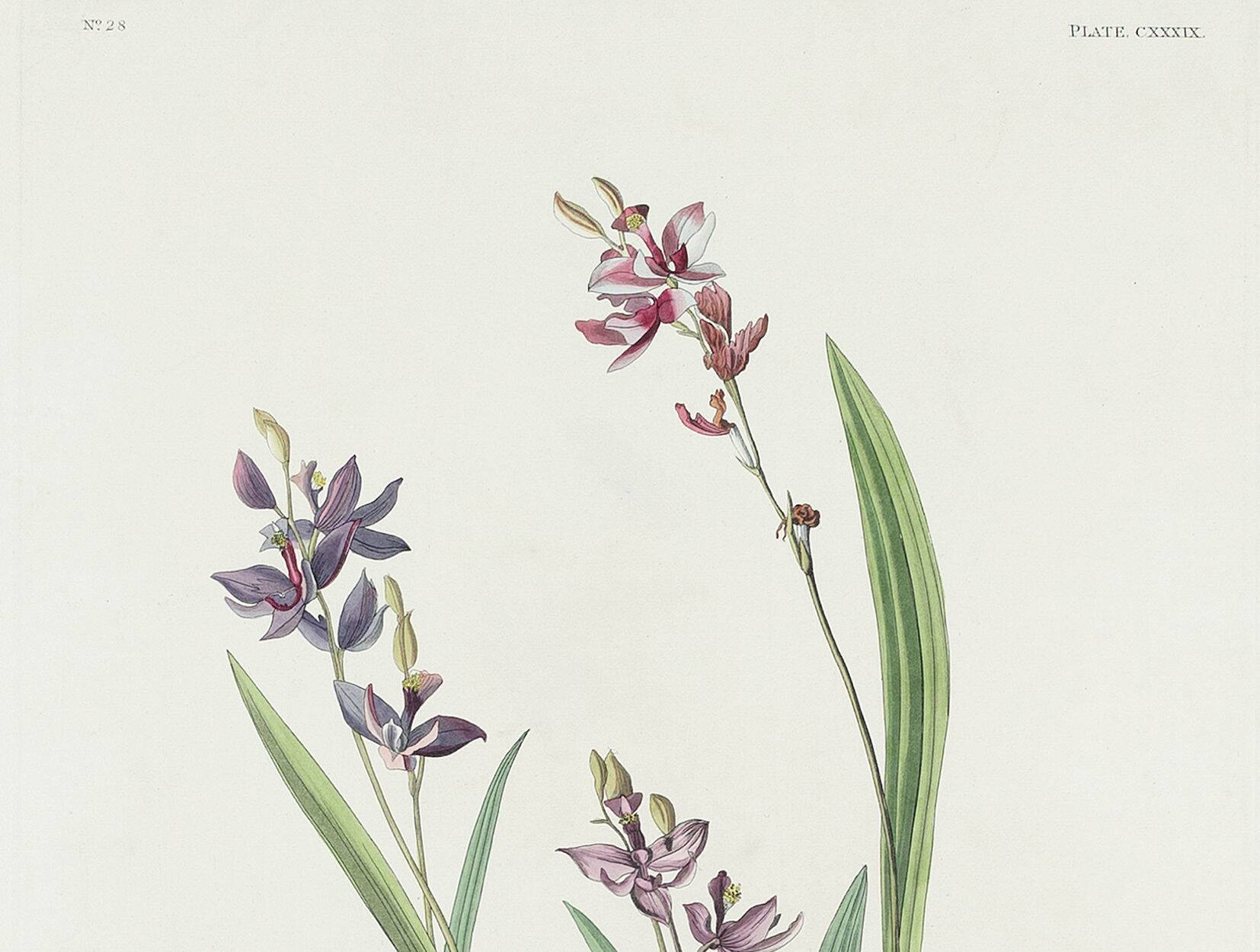 Poster about the Field Bunting, based on an old engraving from 1827.