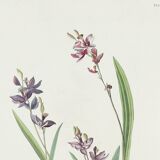 Poster about the Field Bunting, based on an old engraving from 1827.