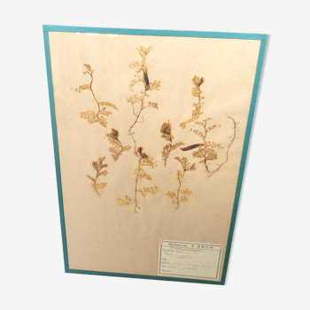 Herbarium 1874