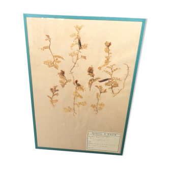 Herbarium 1874