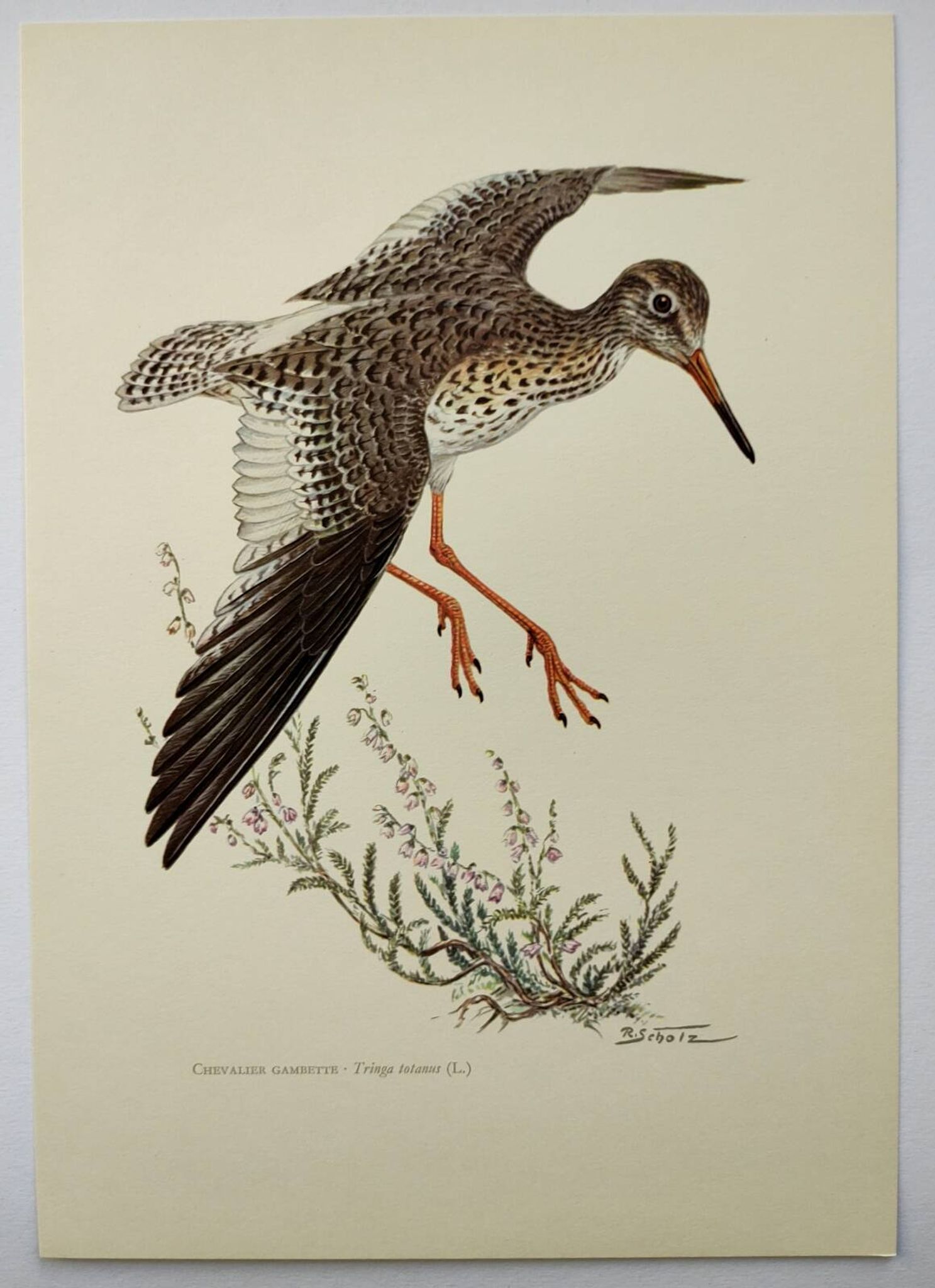 Antique bird plate from the 1960s - Knight Gambette - Illustration