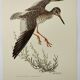 Planche ancienne oiseaux Années 1960 - Chevalier Gambette - Illustration
