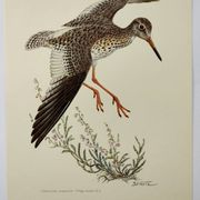 Antique bird plate from the 1960s - Knight Gambette - Illustration