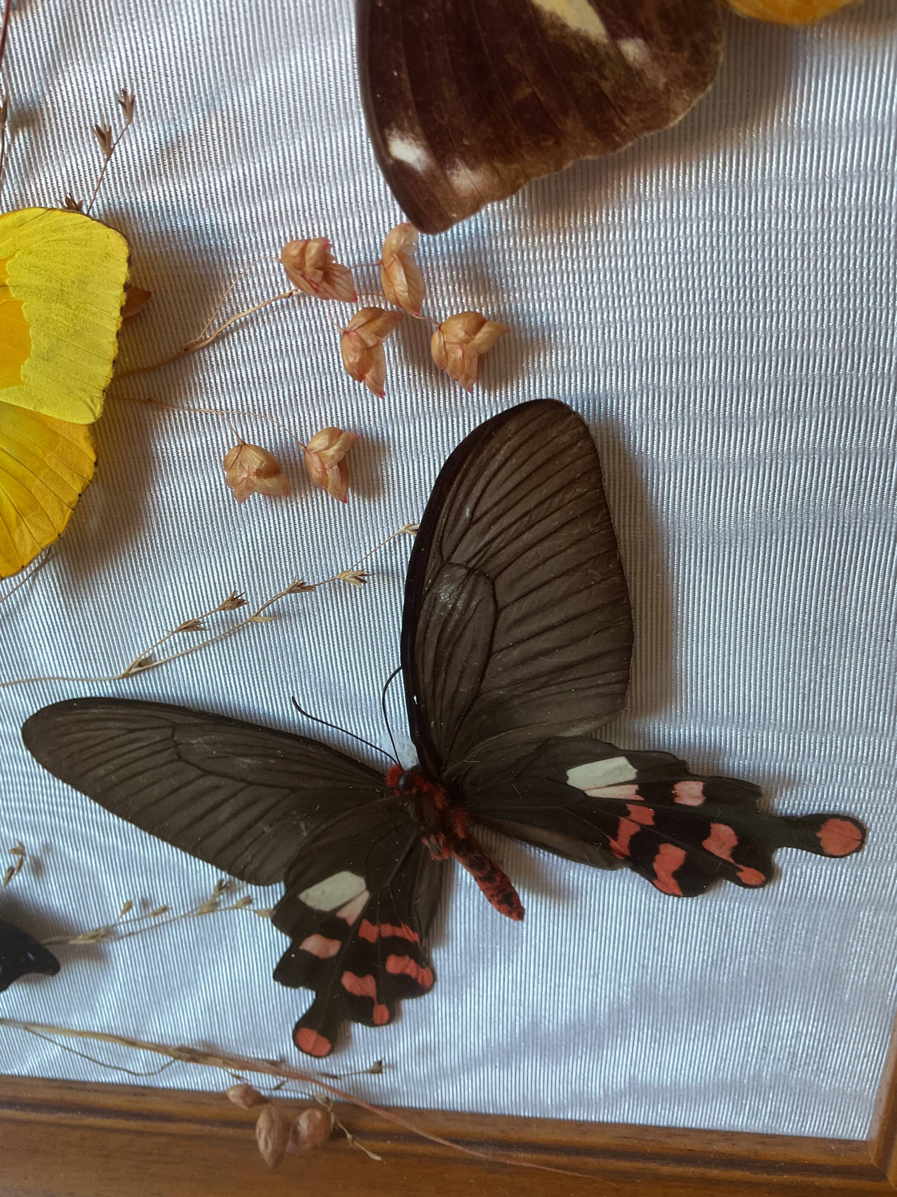 Lot de deux cadres papillons vintage