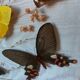 Lot de deux cadres papillons vintage
