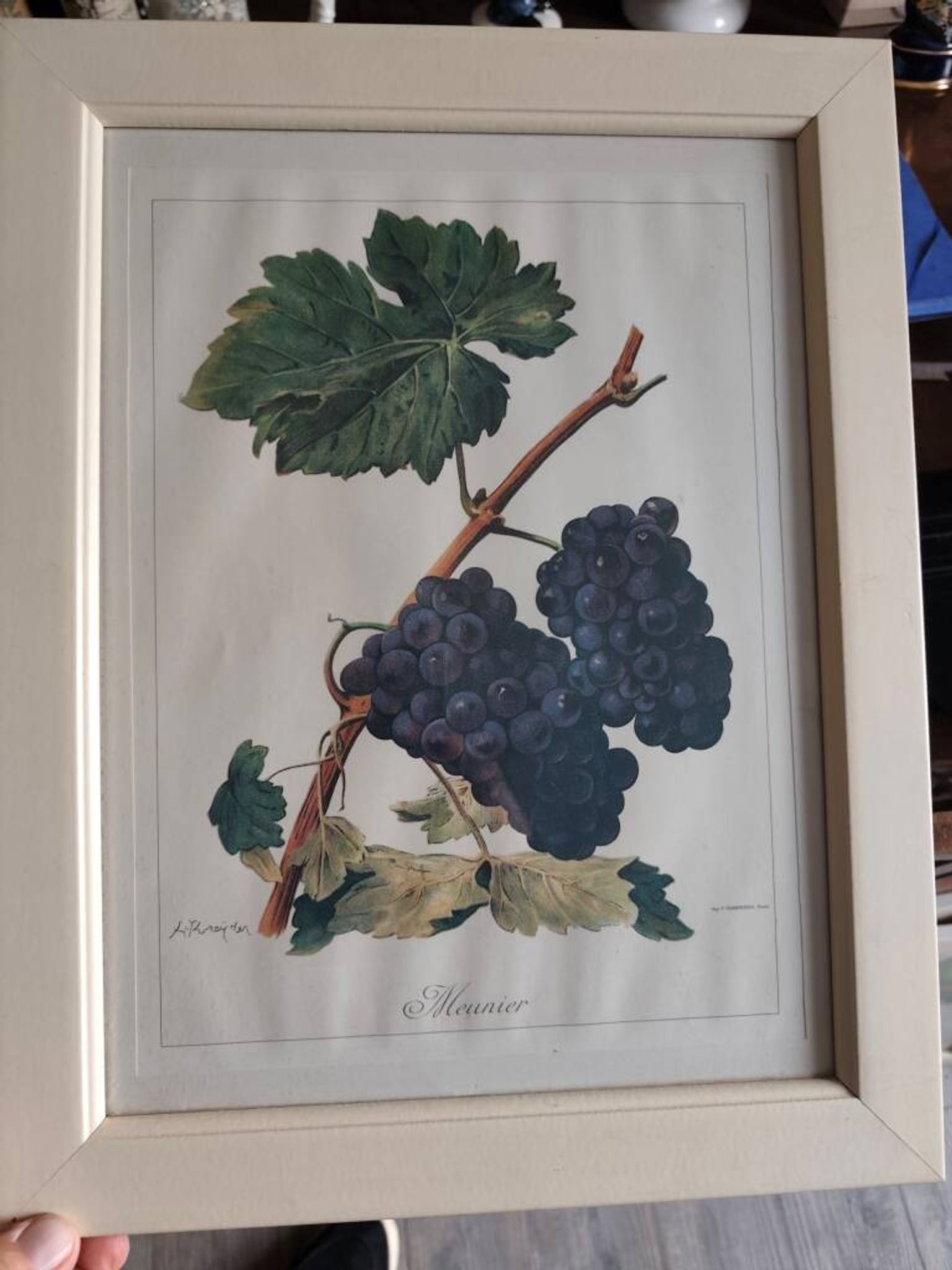 Framed reproduction lithograph of the ampelography treaty by Viala 1901.