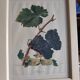 Framed reproduction lithograph of the ampelography treaty by Viala 1901.