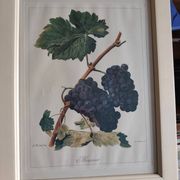 Framed reproduction lithograph of the ampelography treaty by Viala 1901.