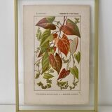 Botanical plate