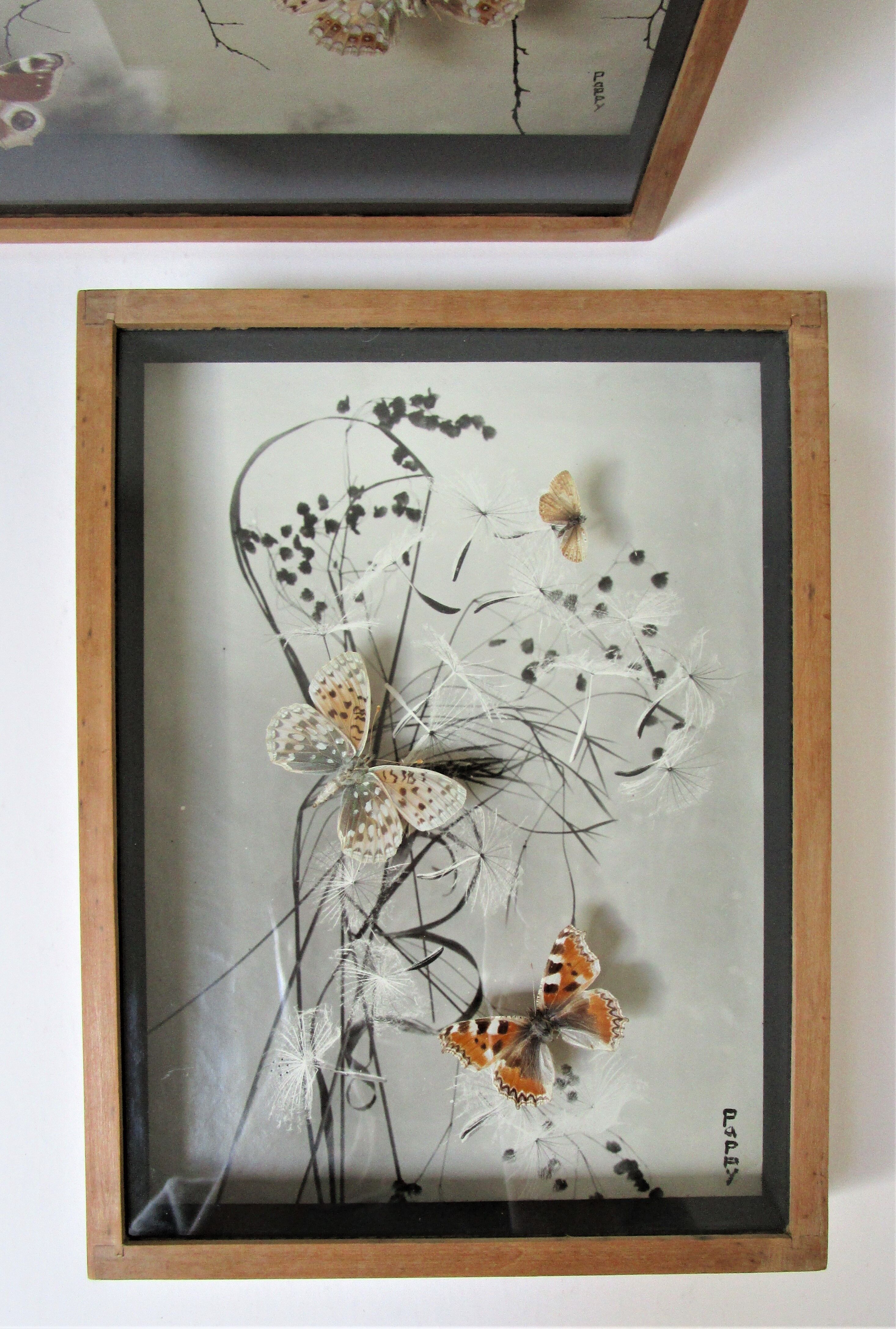 Three wooden frames with naturalized butterflies vintage 60s