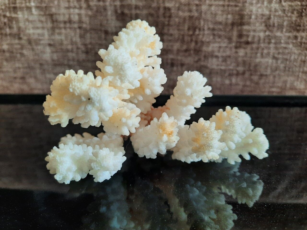 Ancient coral