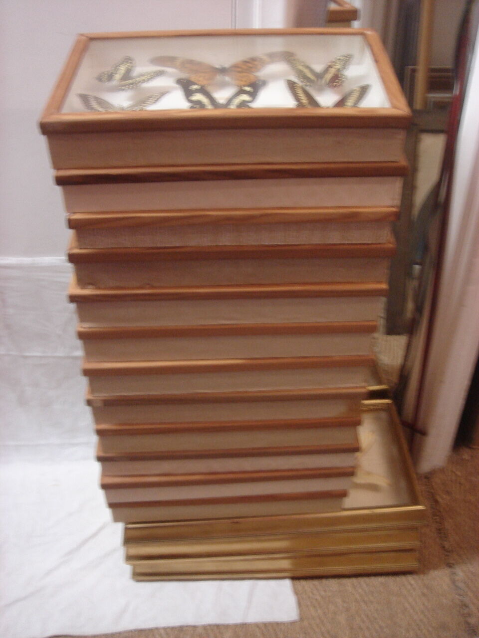 Naturalized butterflies, 1960/70, wooden box and glass