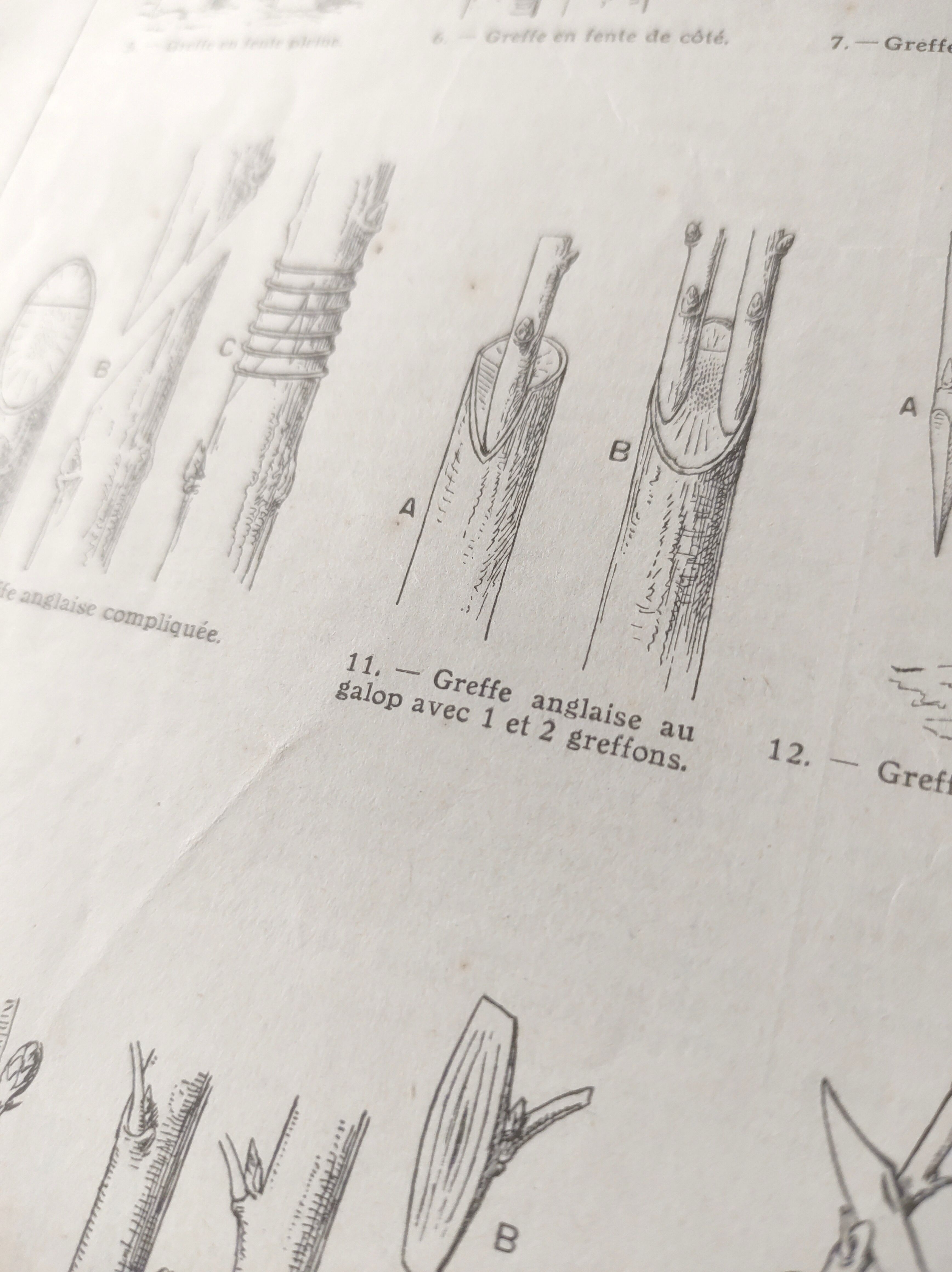 Antique print • Tree grafting • Original poster from 1922