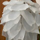 Lustre suspension en verre fleur vintage