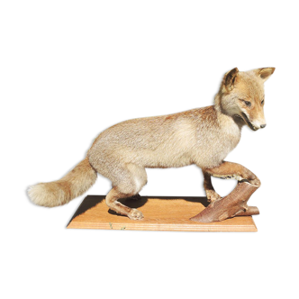 Former charcoal fox naturalized / stuffed